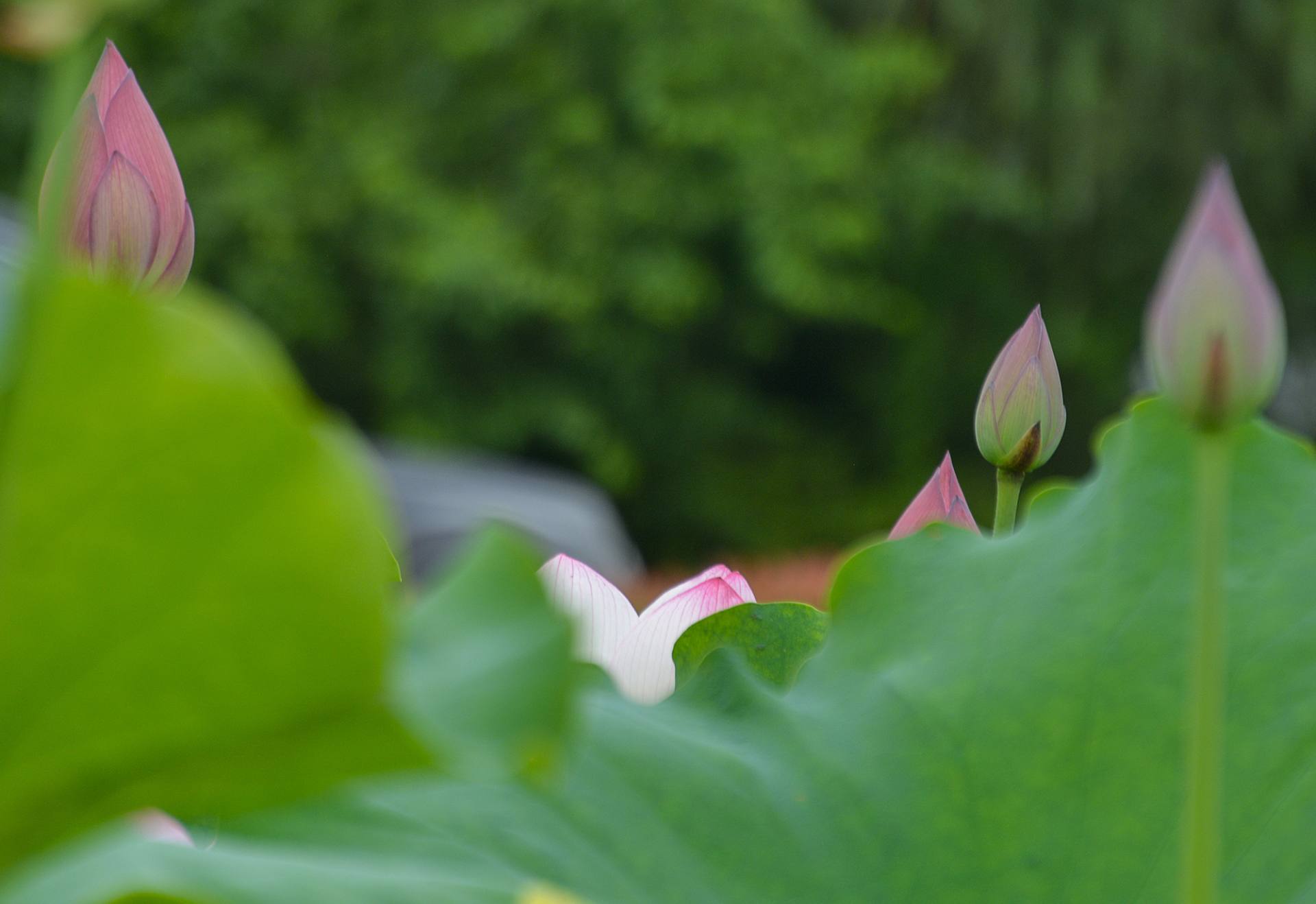 小荷已开，蜻蜓未来~