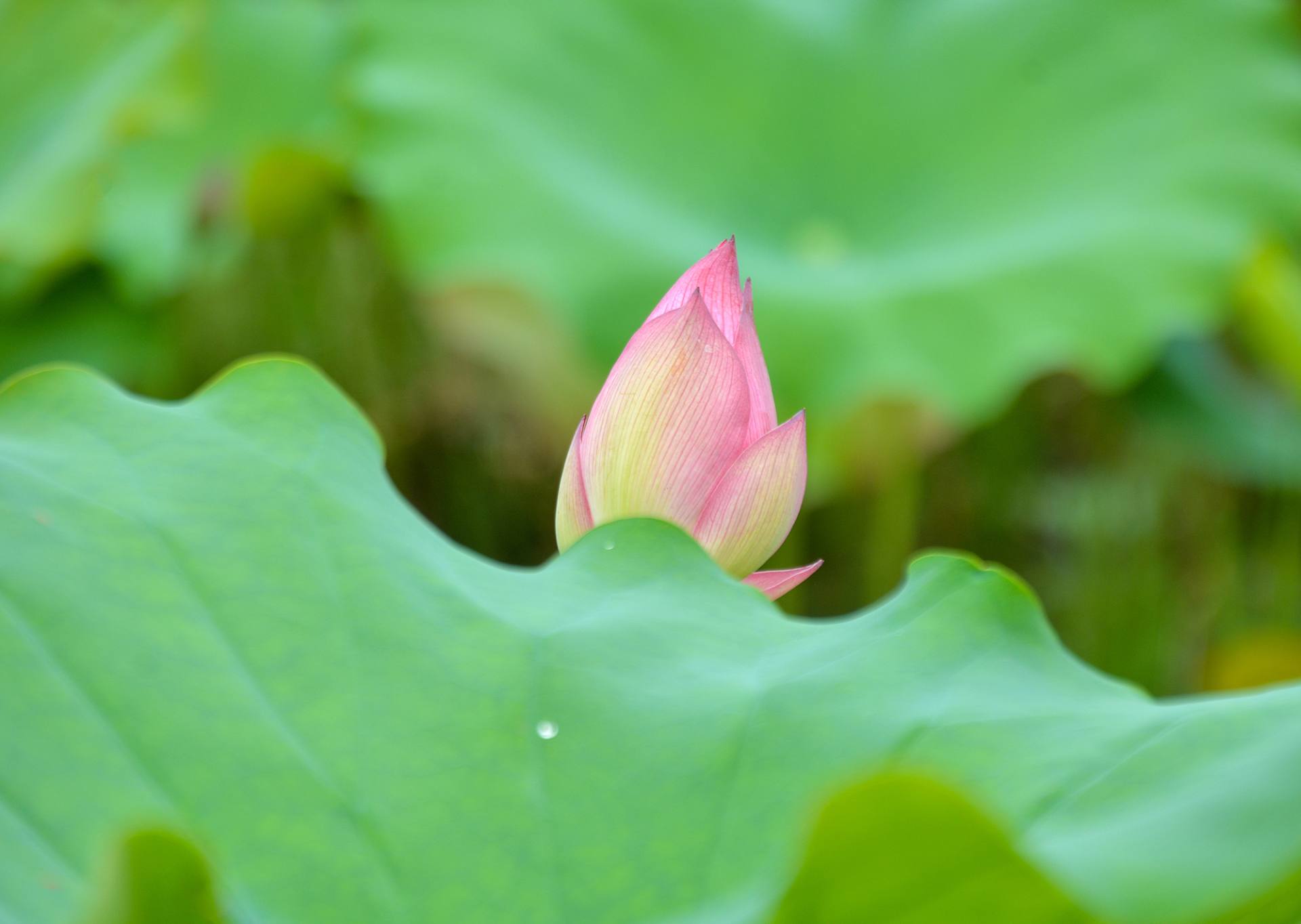 小荷已开，蜻蜓未来~