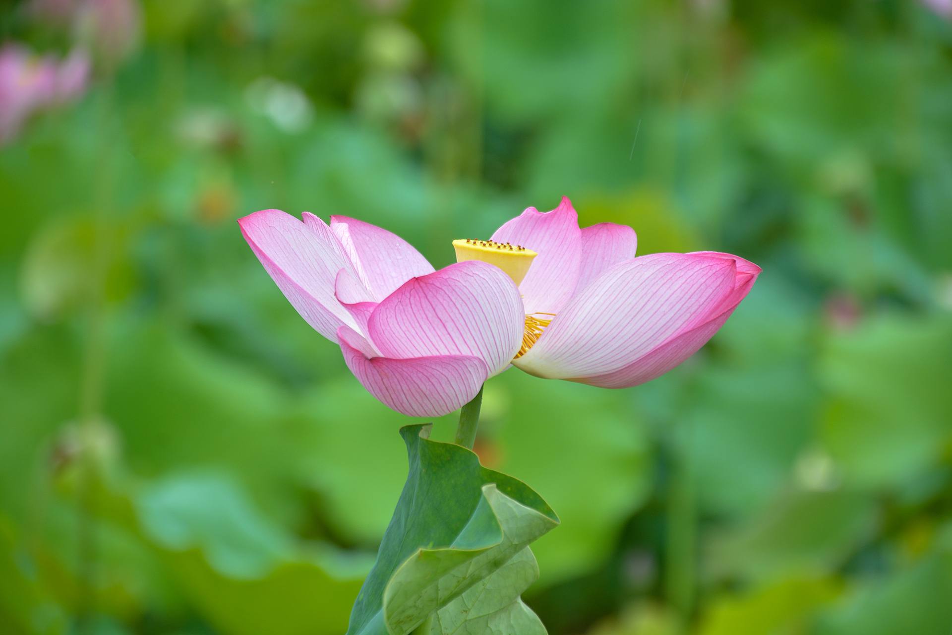 小荷已开，蜻蜓未来~