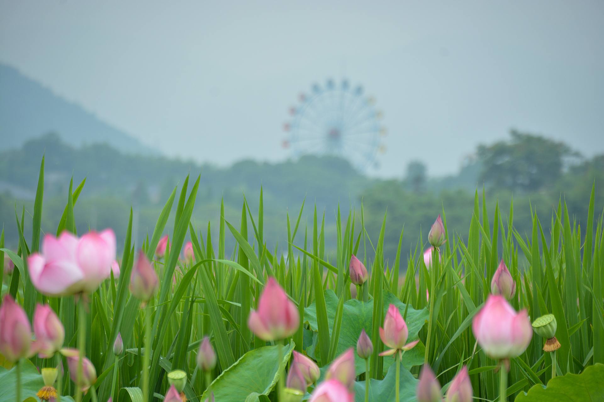 小荷已开，蜻蜓未来~