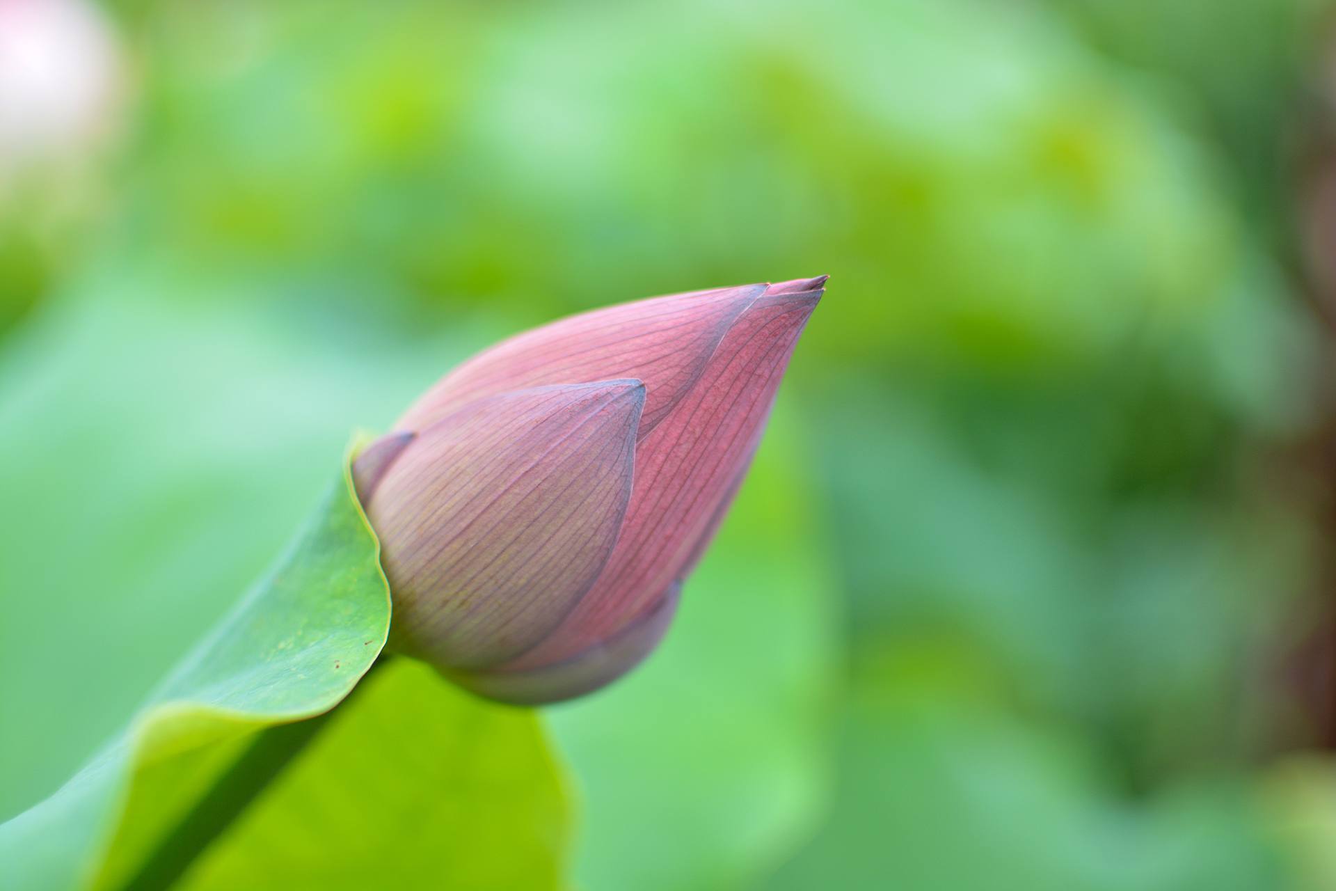 小荷已开，蜻蜓未来~