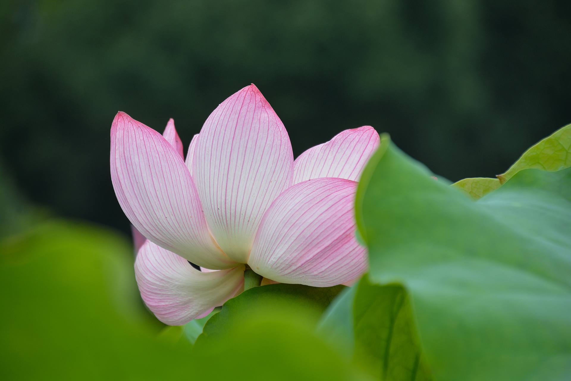 小荷已开，蜻蜓未来~