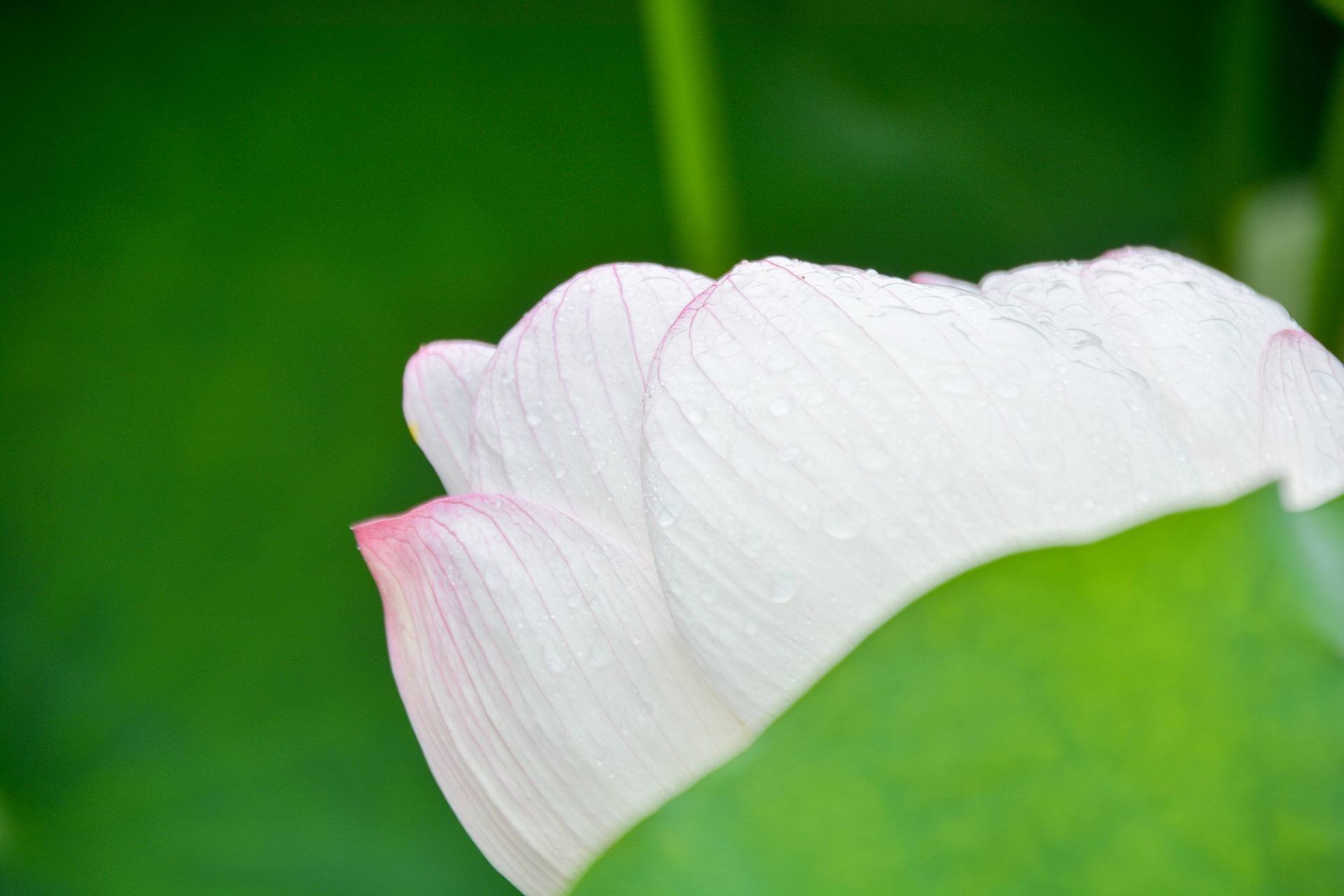 小荷已开，蜻蜓未来~