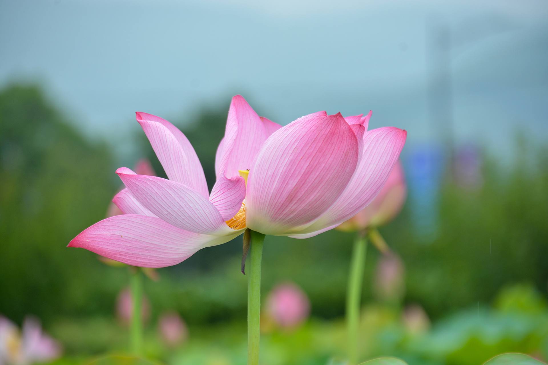 小荷已开，蜻蜓未来~