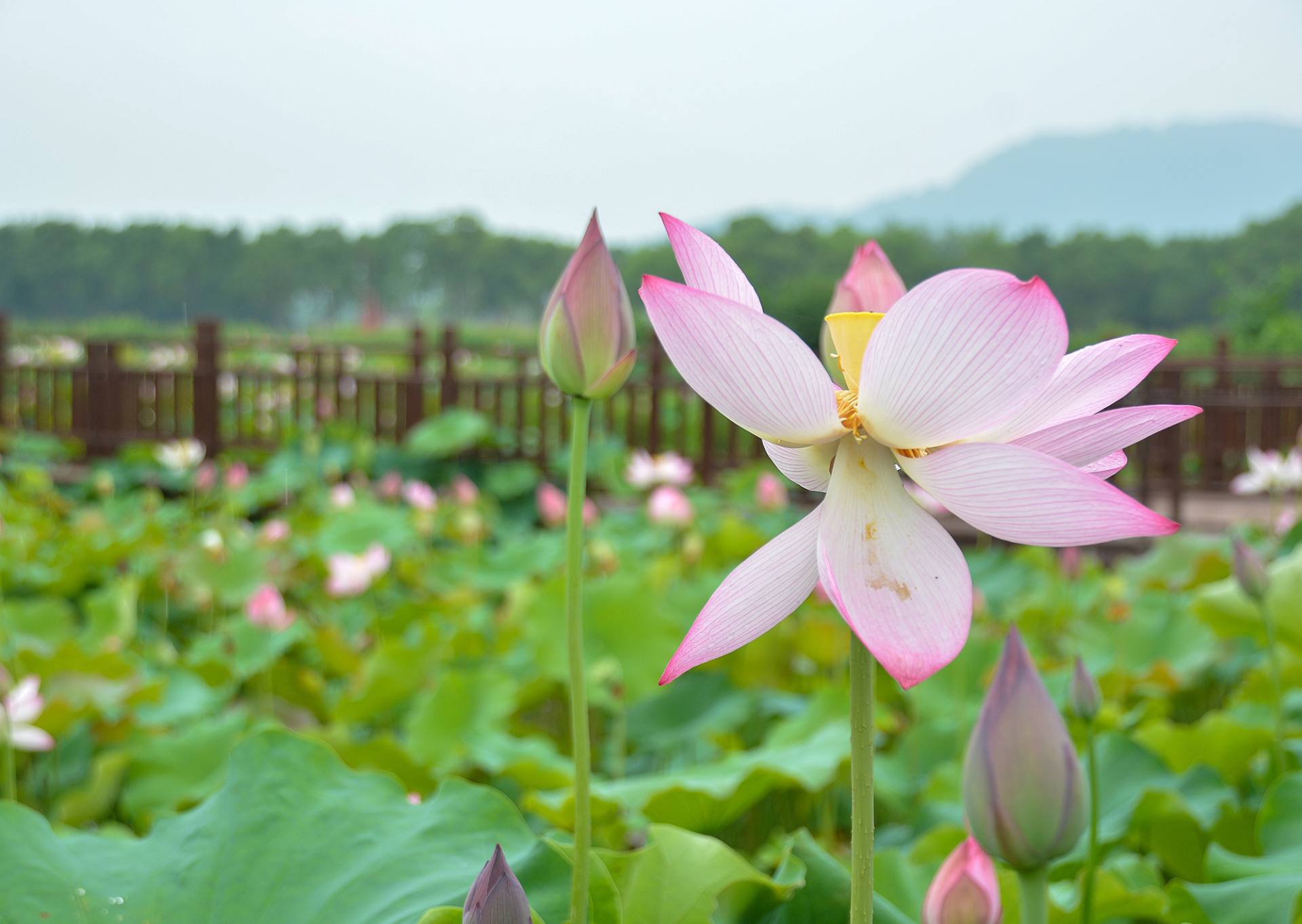 小荷已开，蜻蜓未来~