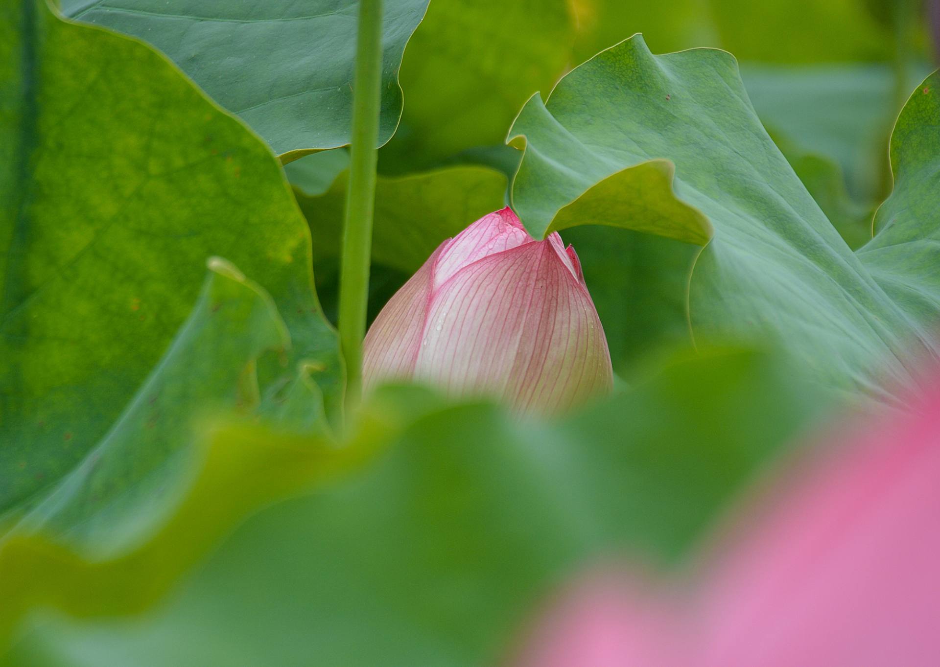 小荷已开，蜻蜓未来~