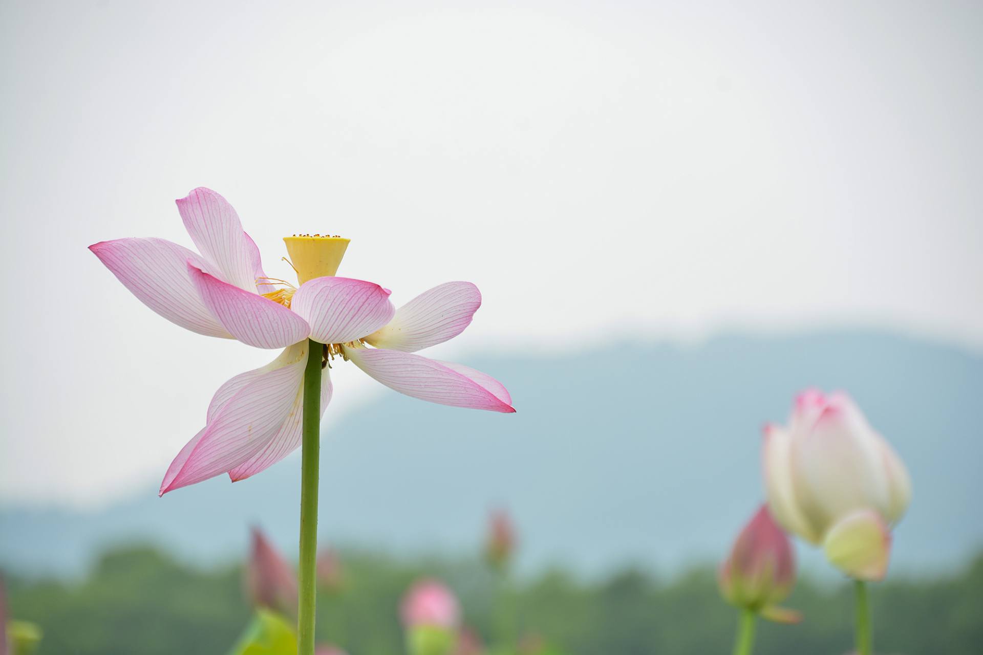 小荷已开，蜻蜓未来~