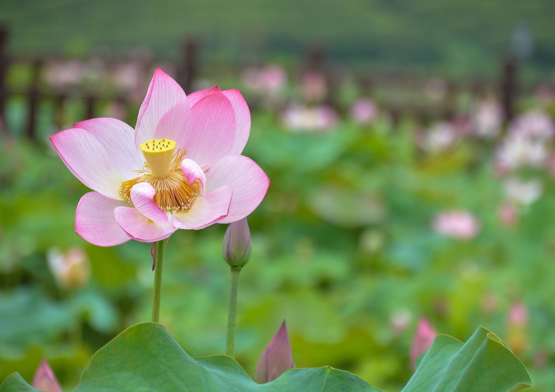 小荷已开，蜻蜓未来~