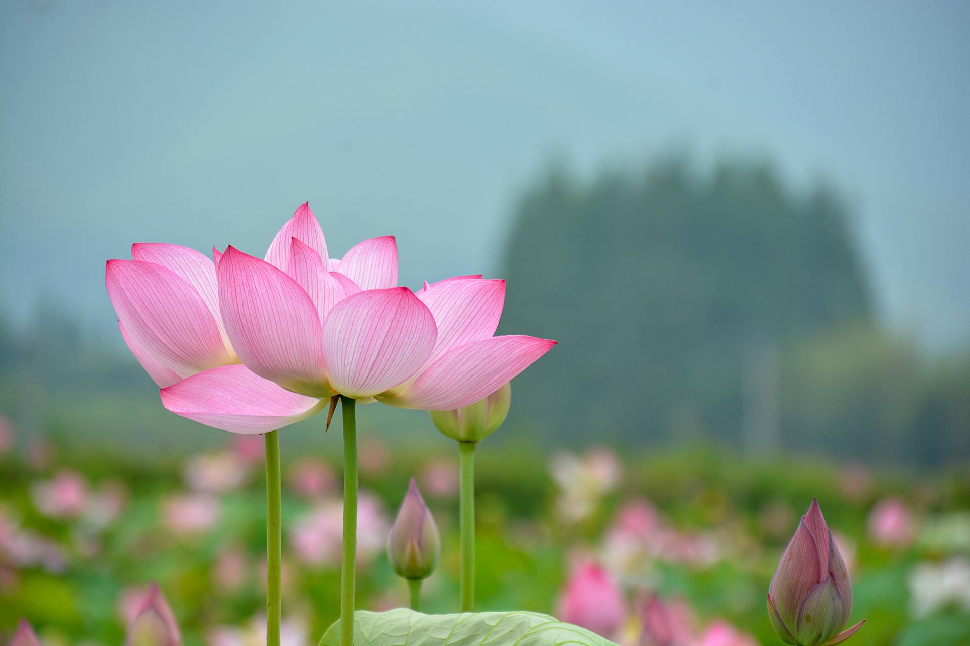 小荷已开，蜻蜓未来~