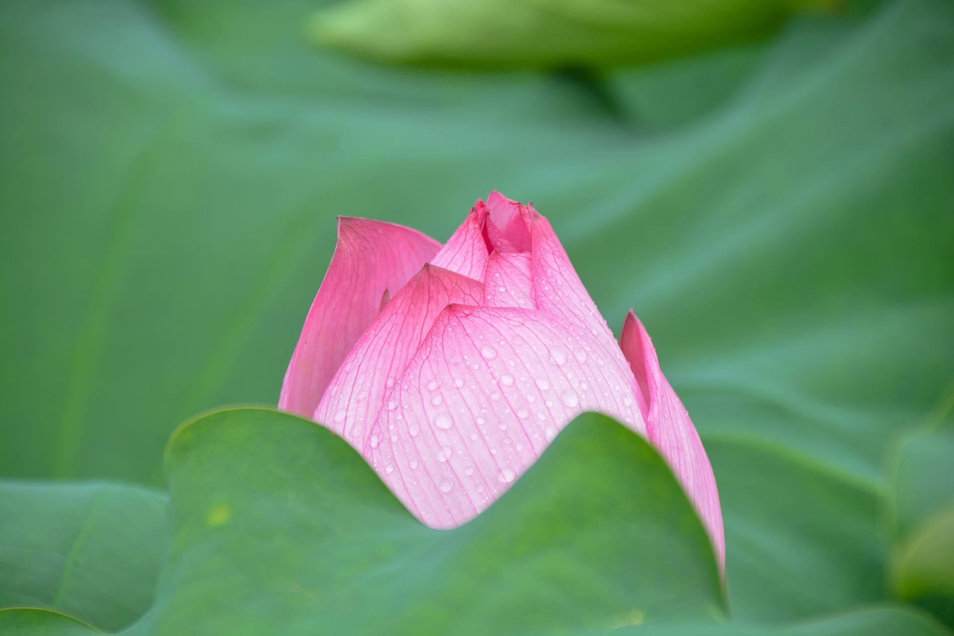 小荷已开，蜻蜓未来~