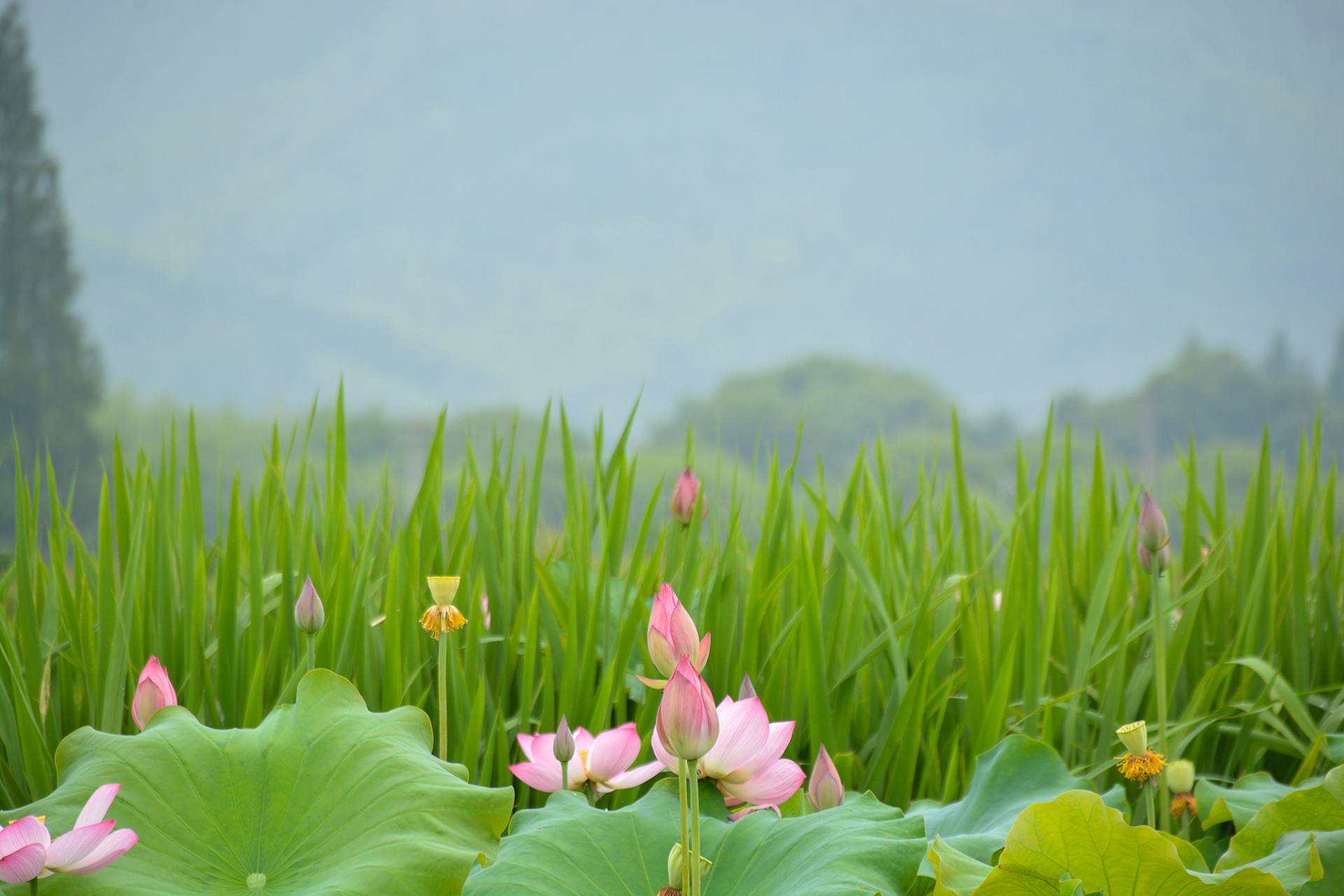 小荷已开，蜻蜓未来~