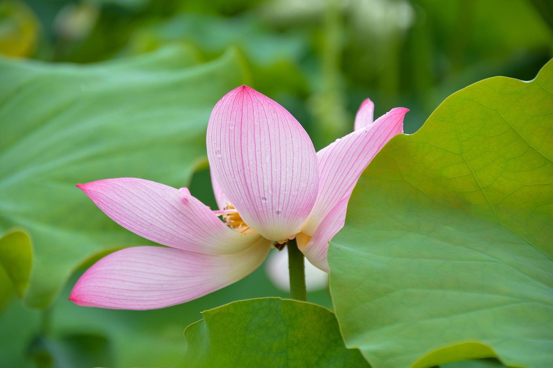 小荷已开，蜻蜓未来~