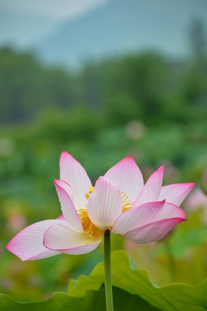 小荷已开，蜻蜓未来~