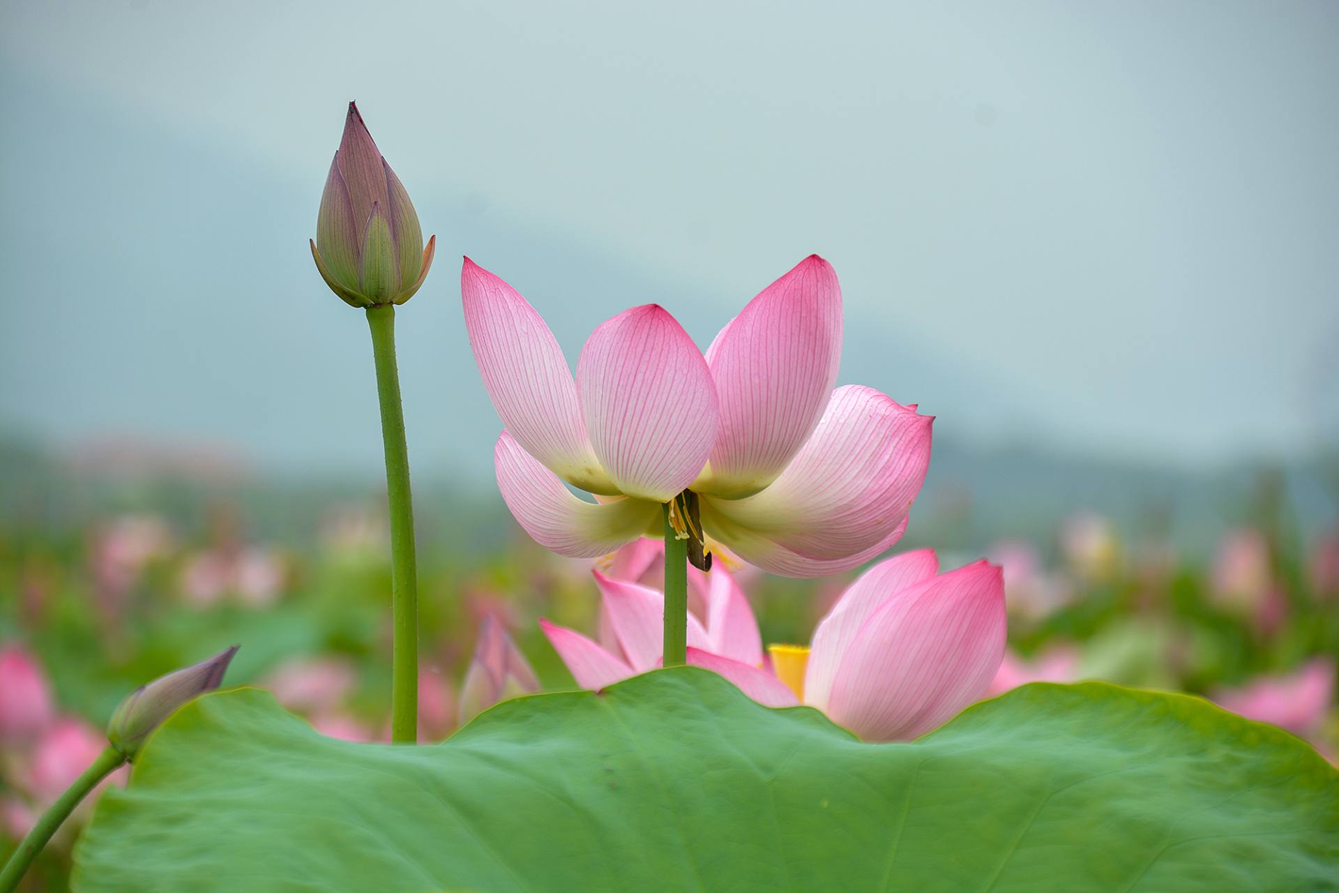 小荷已开，蜻蜓未来~