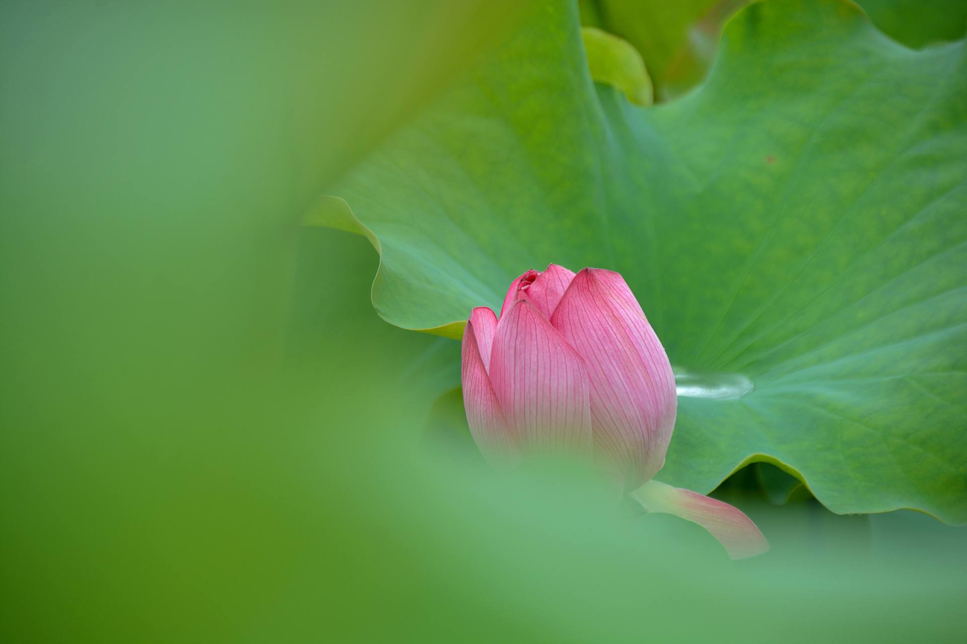 小荷已开，蜻蜓未来~