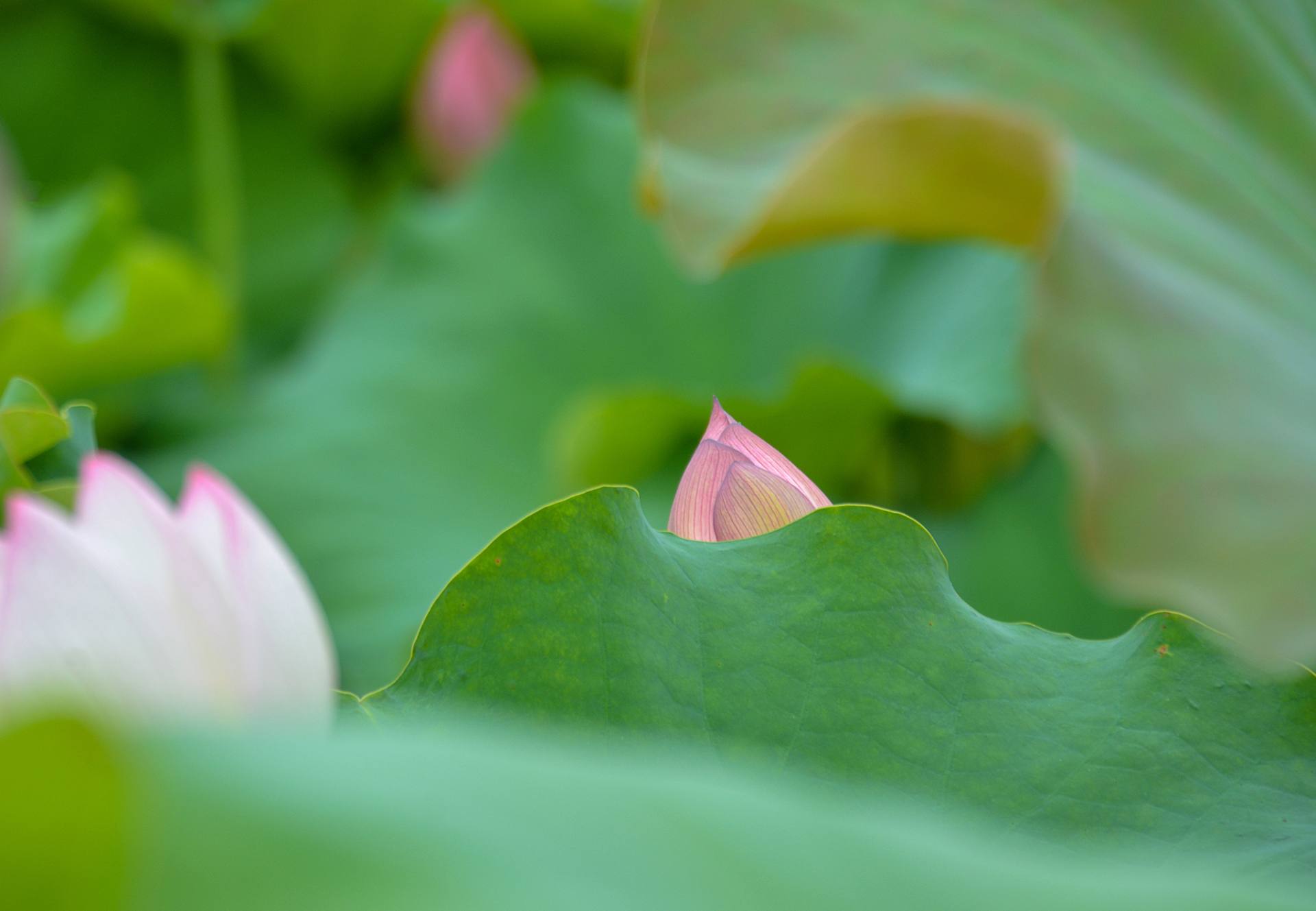 小荷已开，蜻蜓未来~