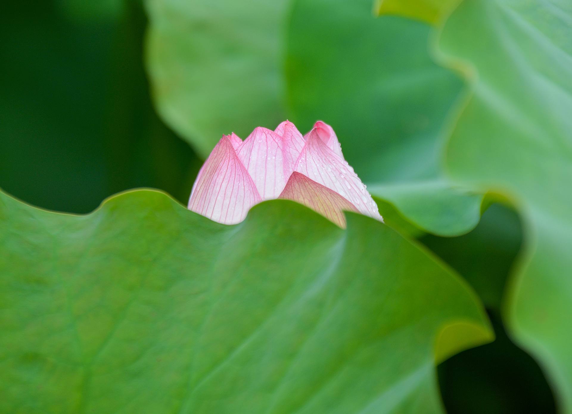 小荷已开，蜻蜓未来~