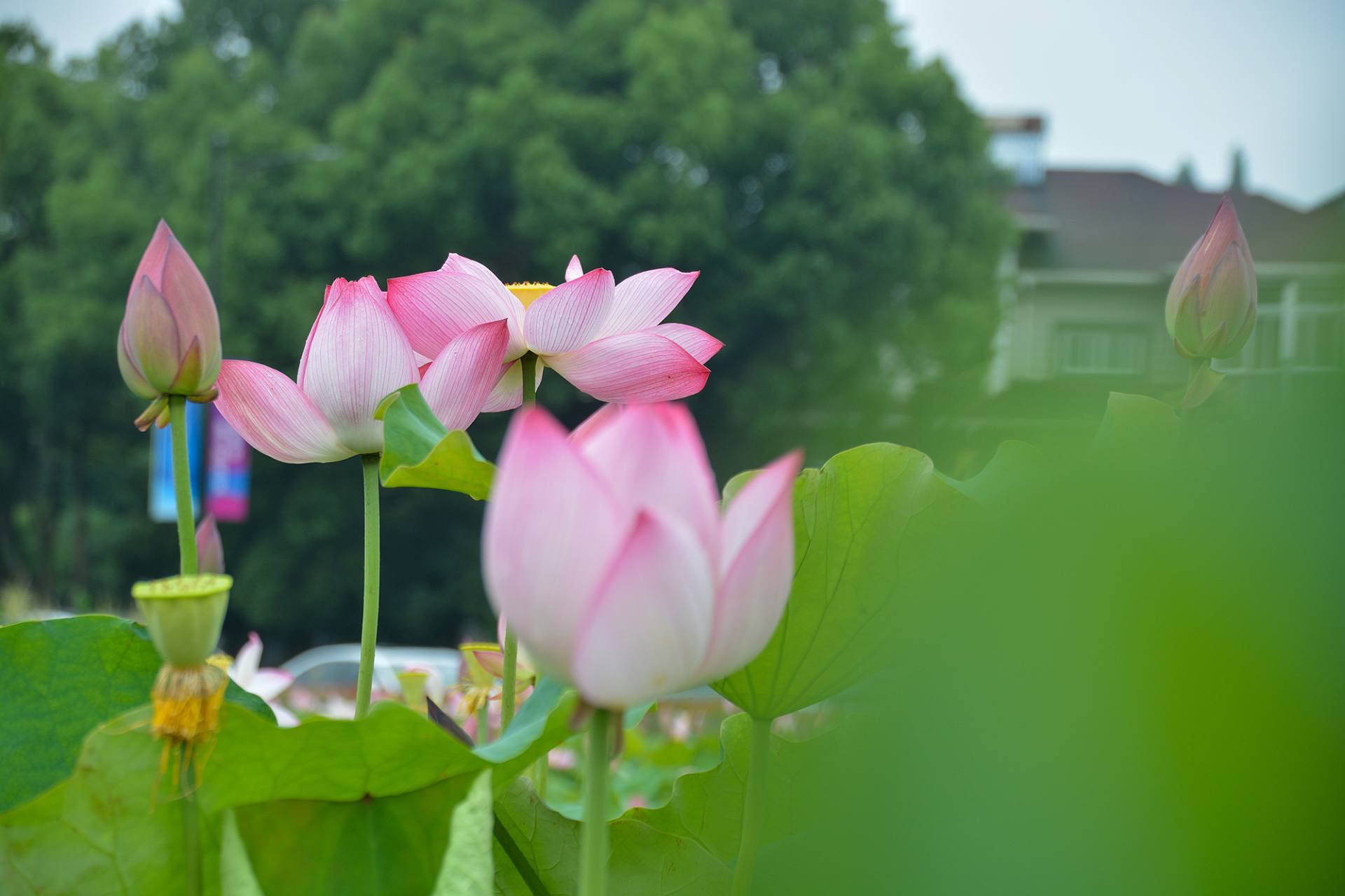 小荷已开，蜻蜓未来~