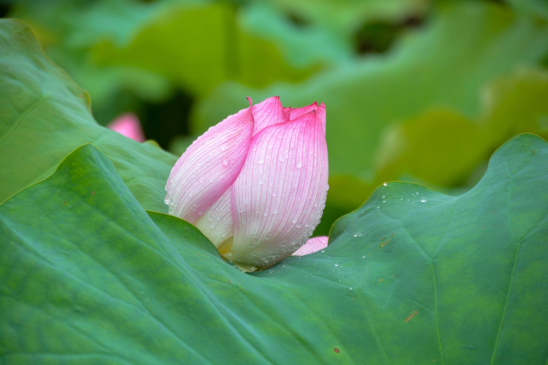 小荷已开，蜻蜓未来~