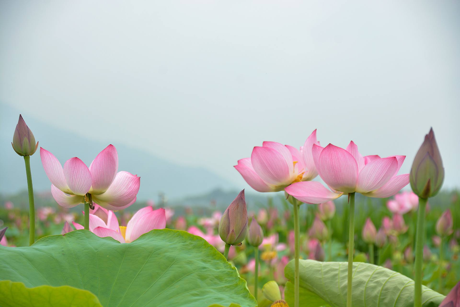 小荷已开，蜻蜓未来~