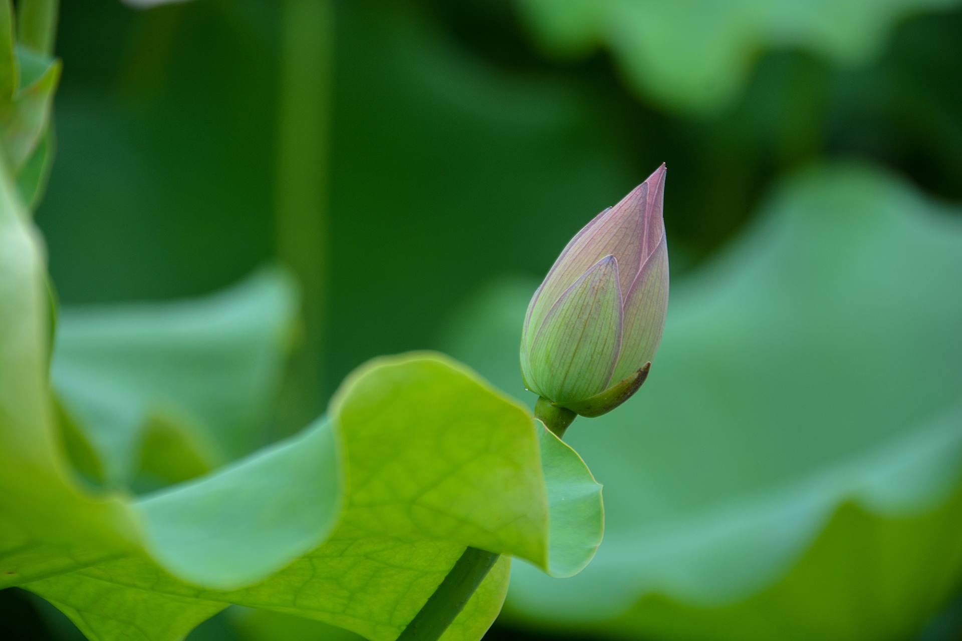 小荷已开，蜻蜓未来~