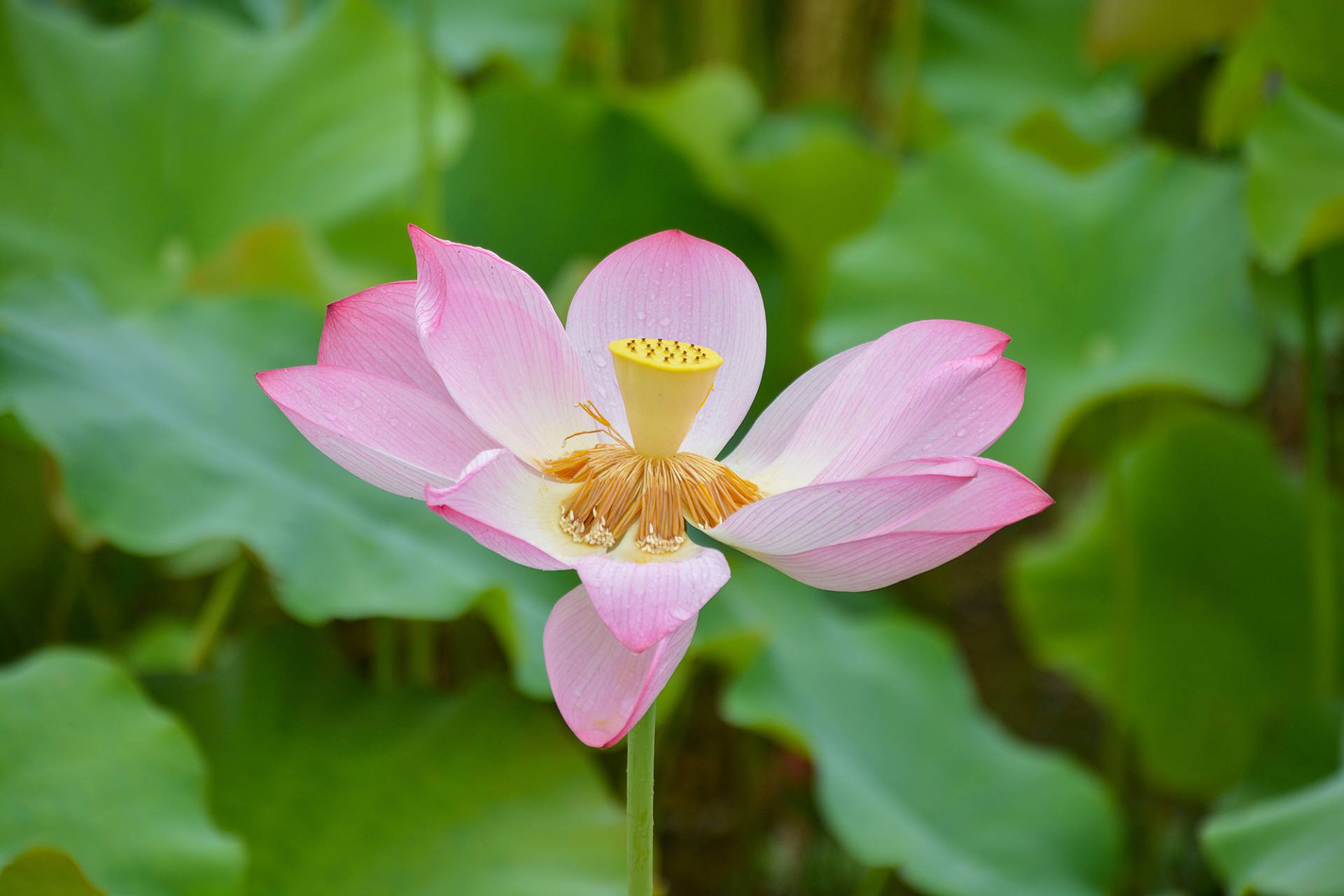 小荷已开，蜻蜓未来~