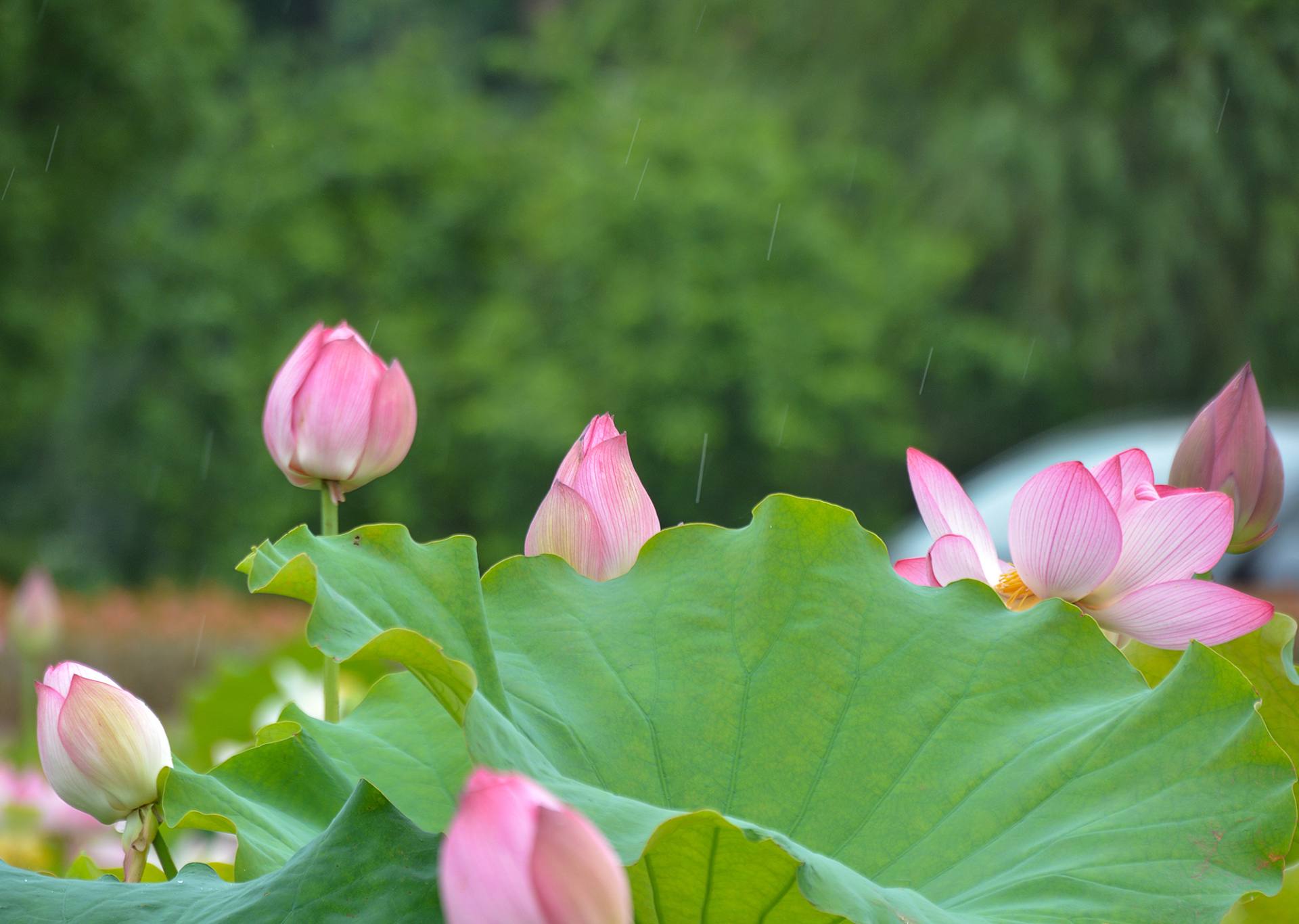 小荷已开，蜻蜓未来~