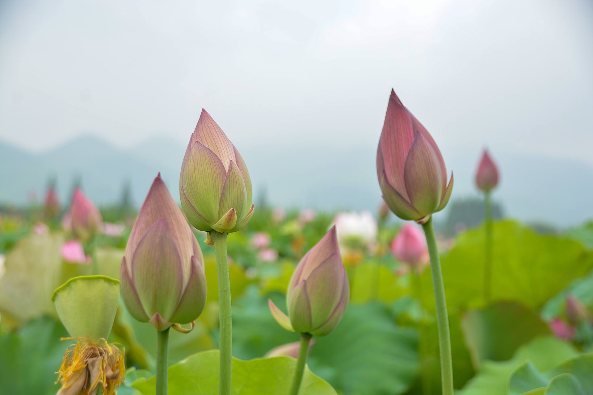 小荷已开，蜻蜓未来~