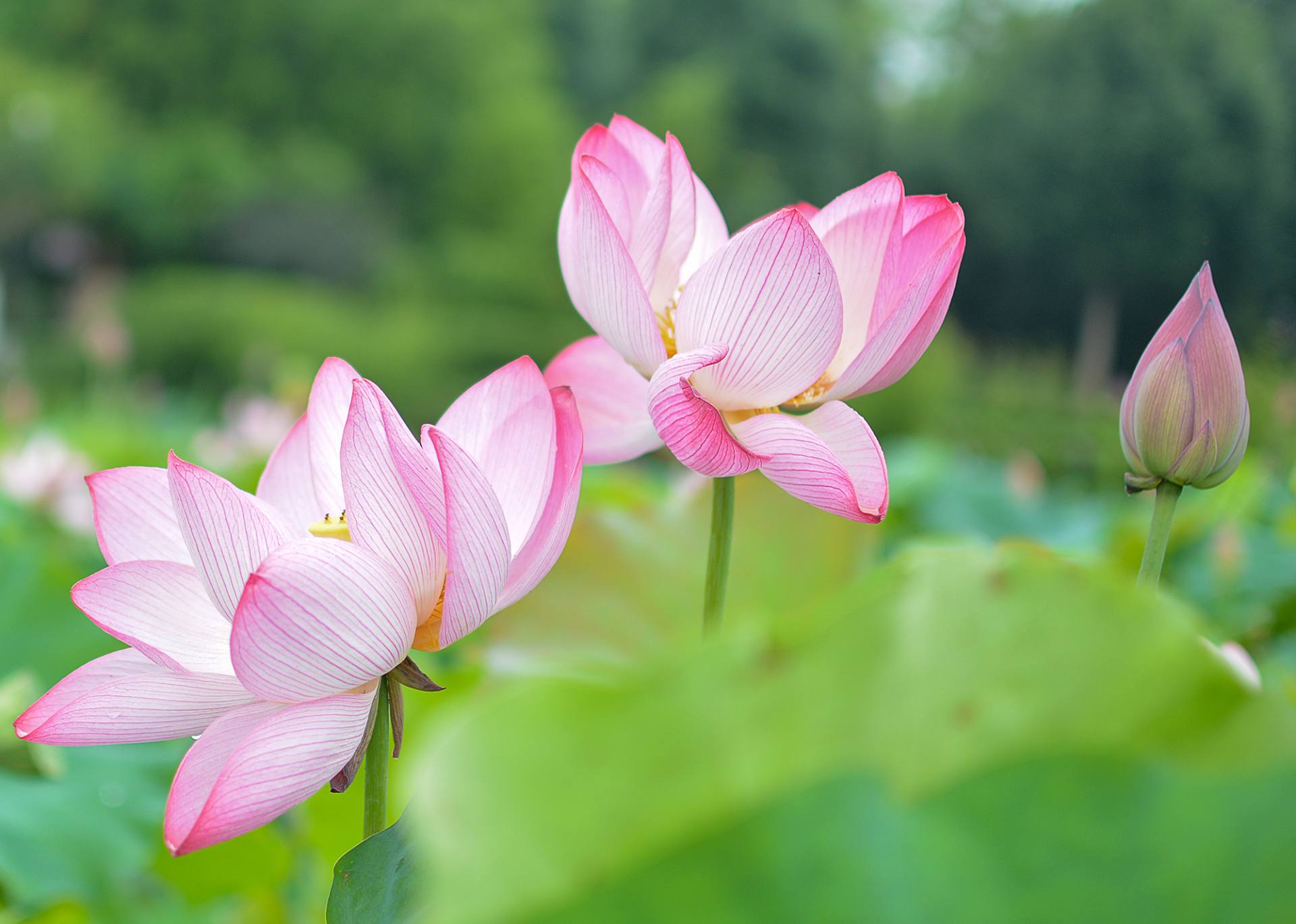 小荷已开，蜻蜓未来~