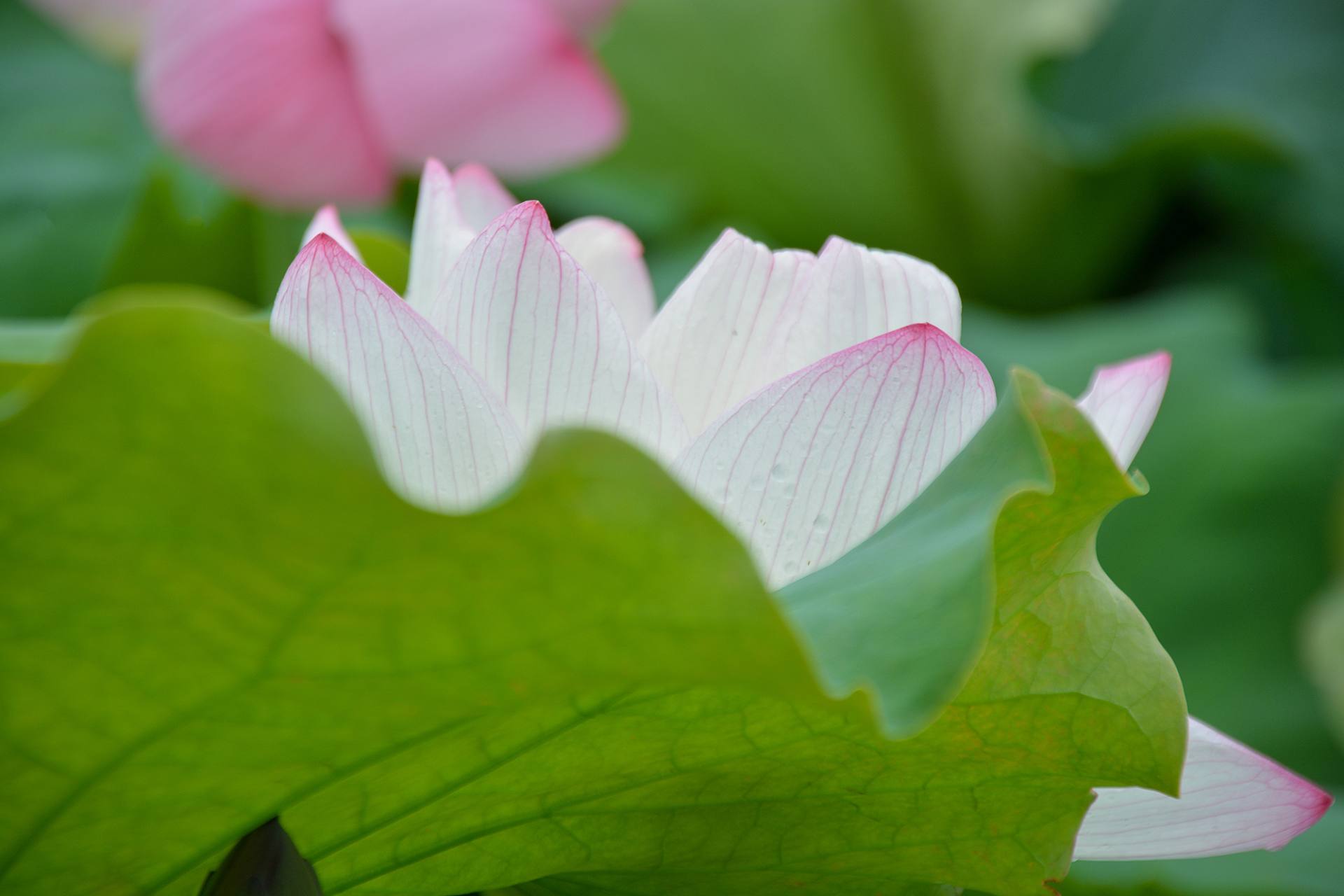 小荷已开，蜻蜓未来~