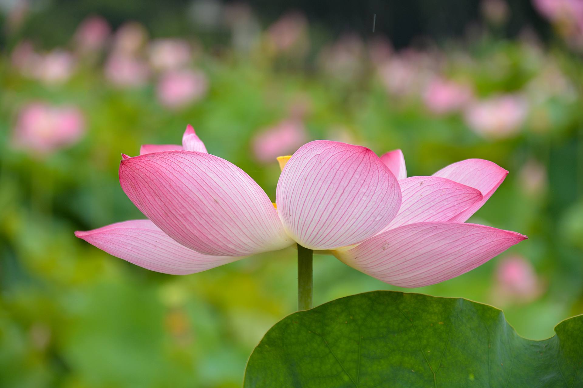 小荷已开，蜻蜓未来~