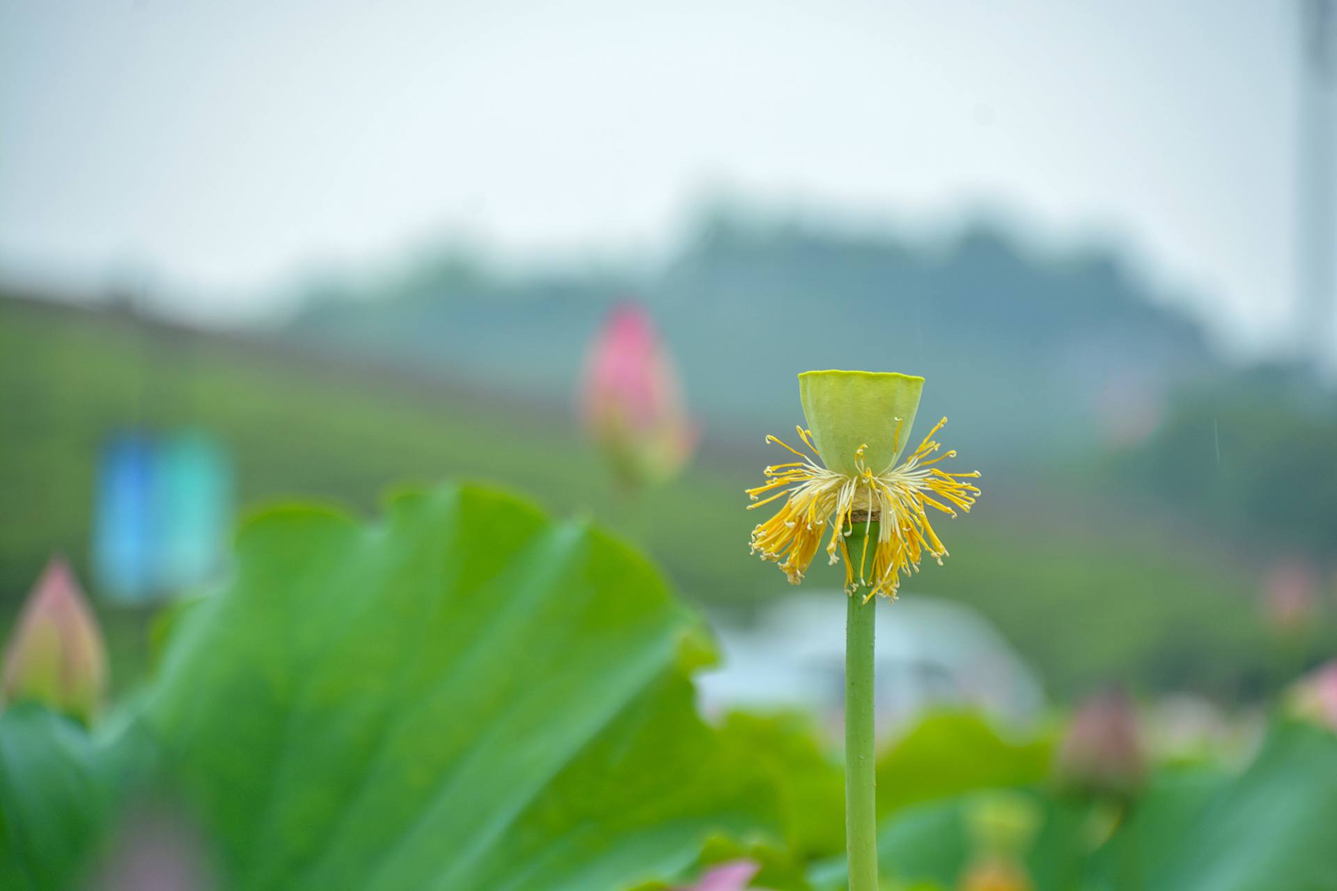 小荷已开，蜻蜓未来~