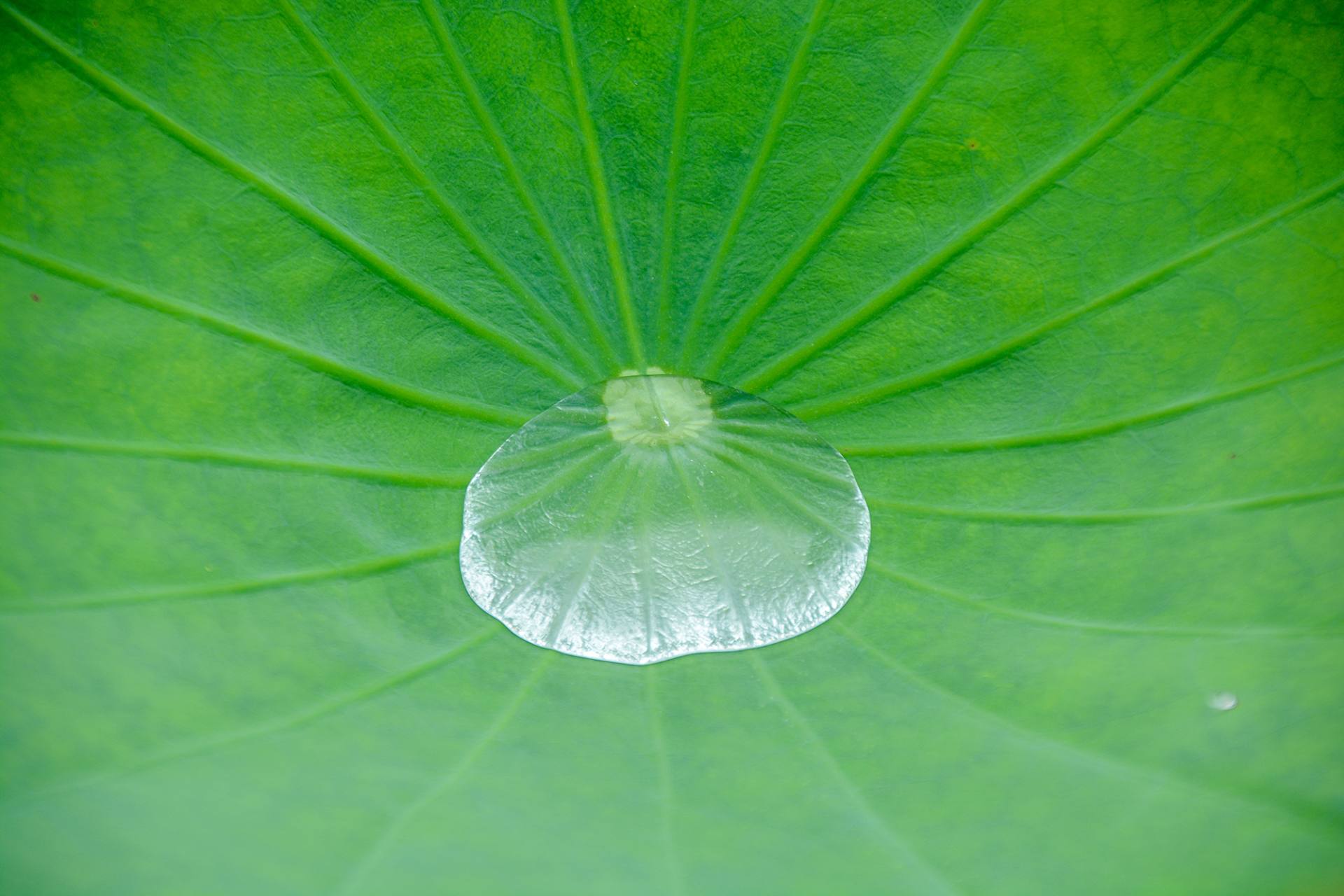 小荷已开，蜻蜓未来~