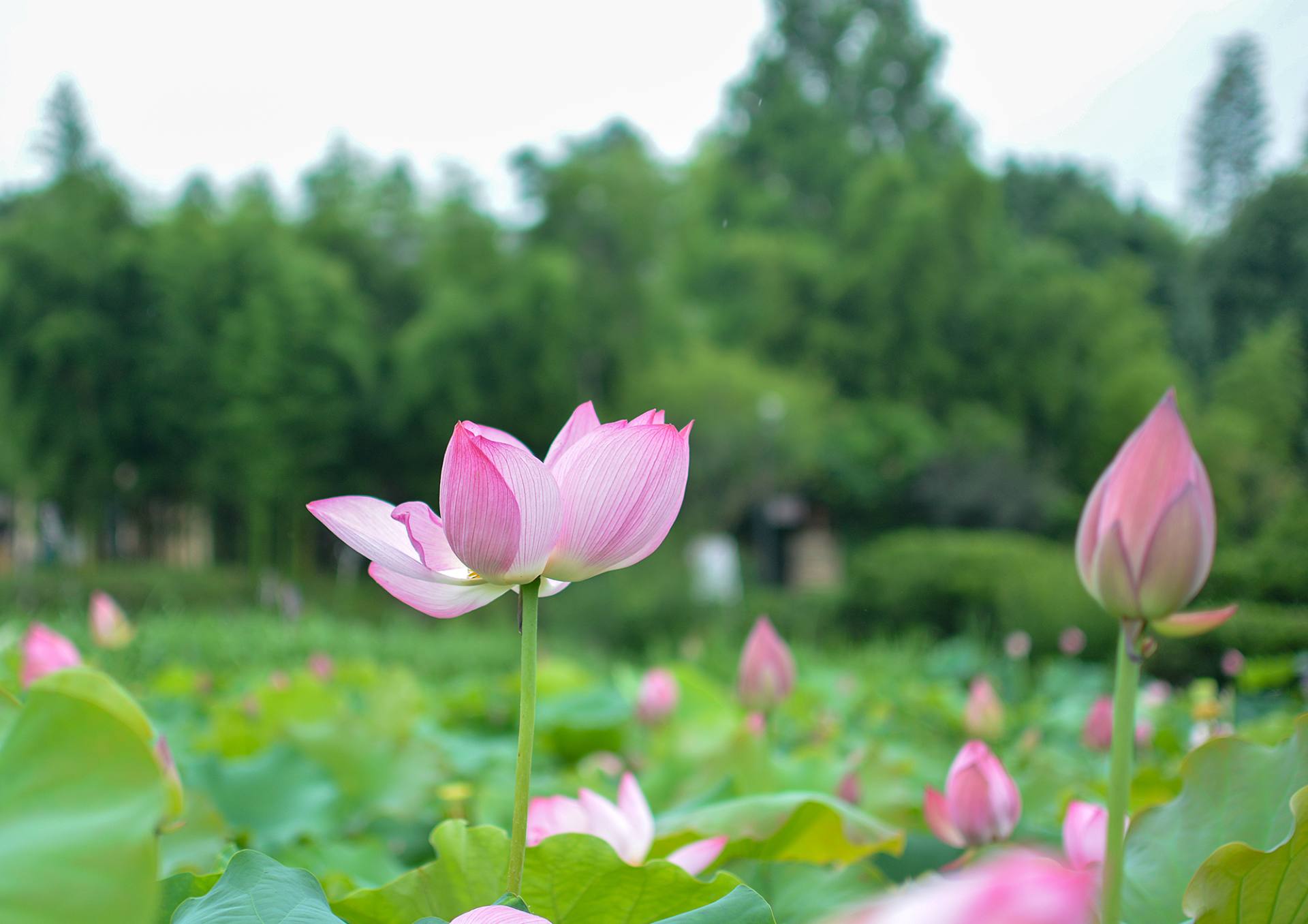 小荷已开，蜻蜓未来~