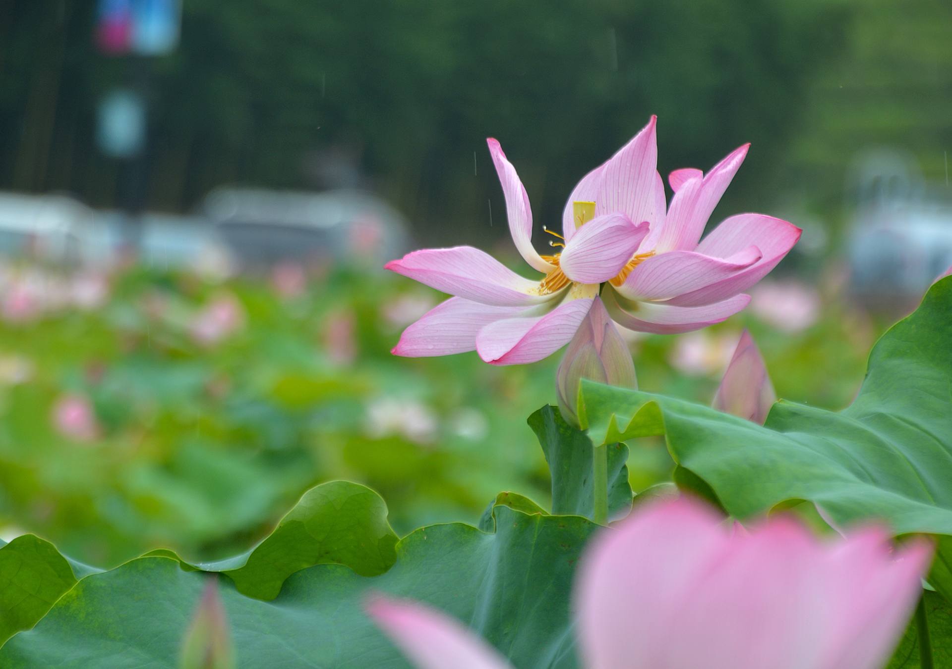 小荷已开，蜻蜓未来~