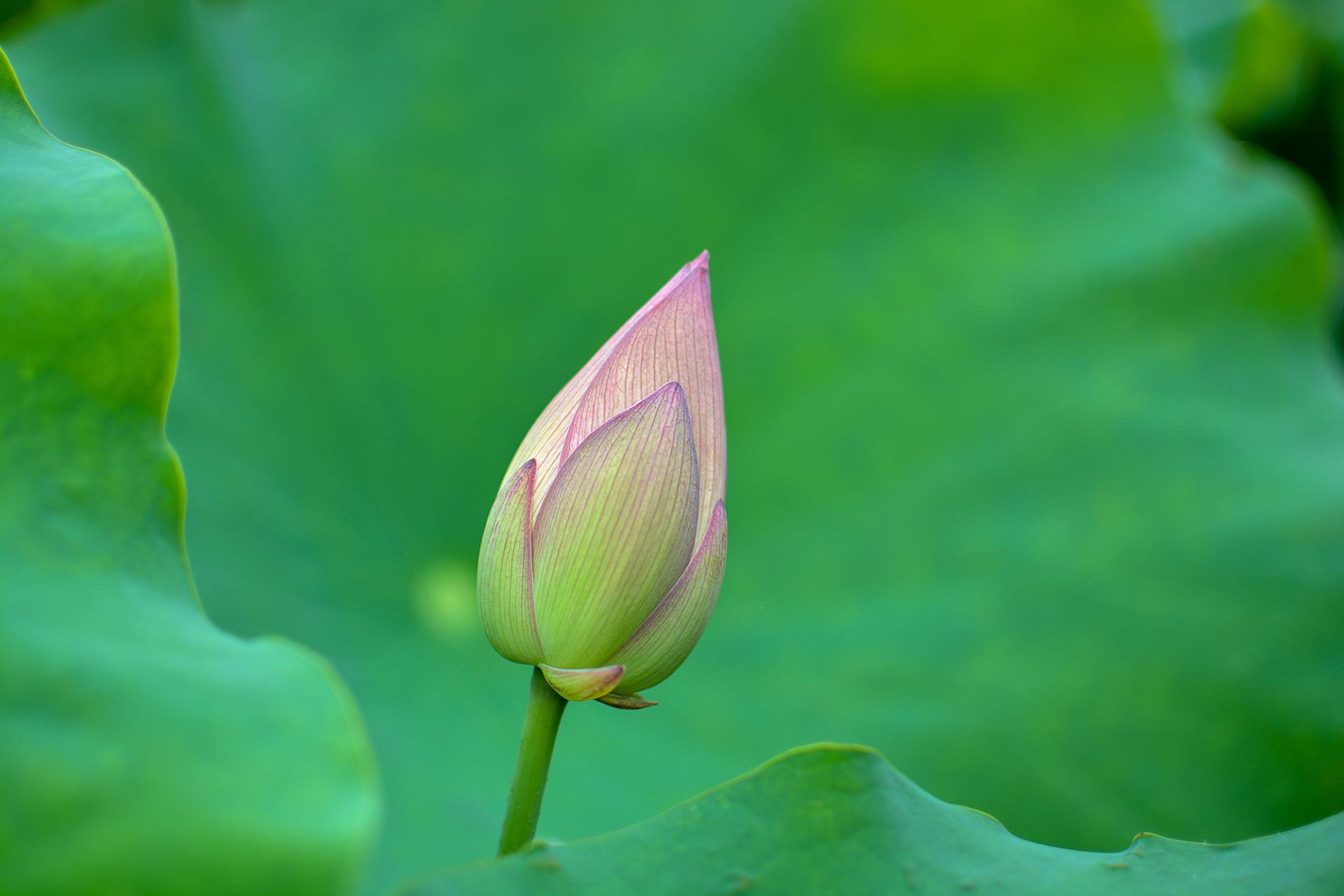 小荷已开，蜻蜓未来~