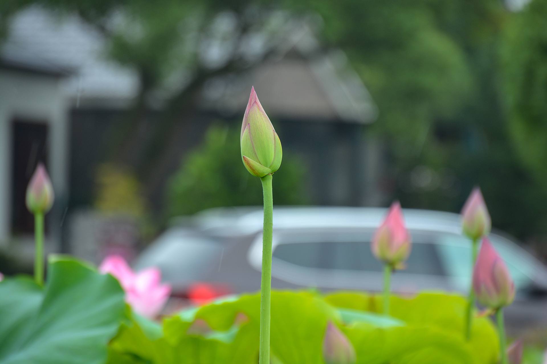 小荷已开，蜻蜓未来~