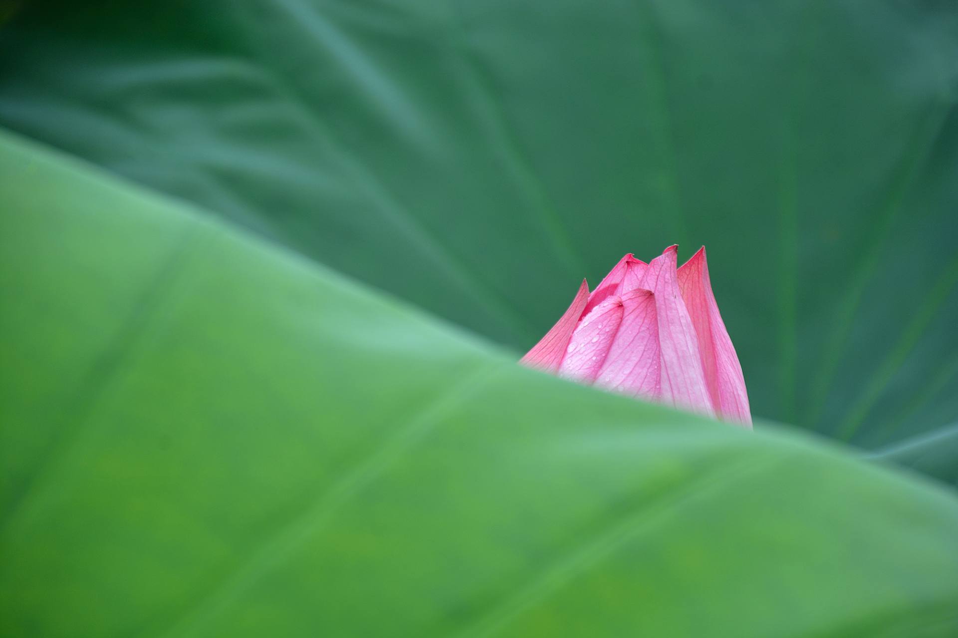 小荷已开，蜻蜓未来~