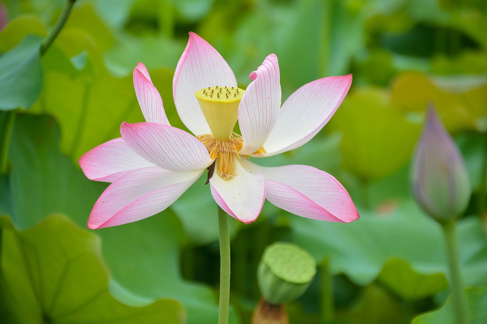 小荷已开，蜻蜓未来~