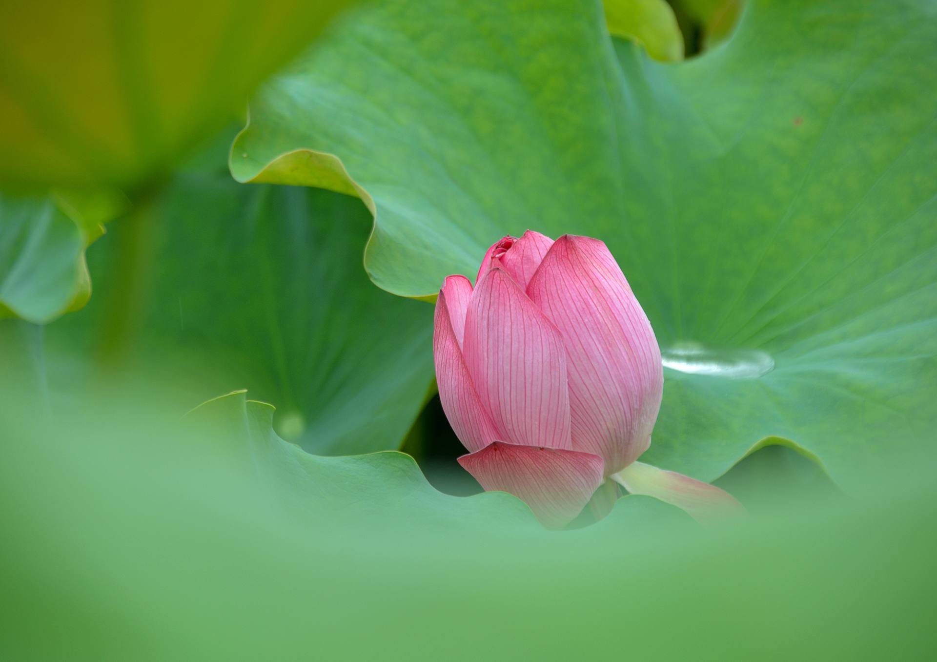 小荷已开，蜻蜓未来~