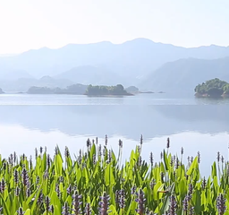 千岛湖湖景房拍摄