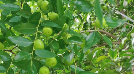 夏味-水果成熟时..