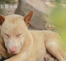 荔枝熟了，狗狗困了，记录荔枝园祥和的一天