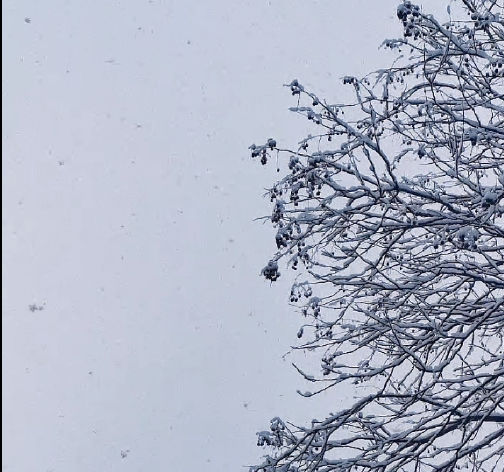 星汇半岛踏雪