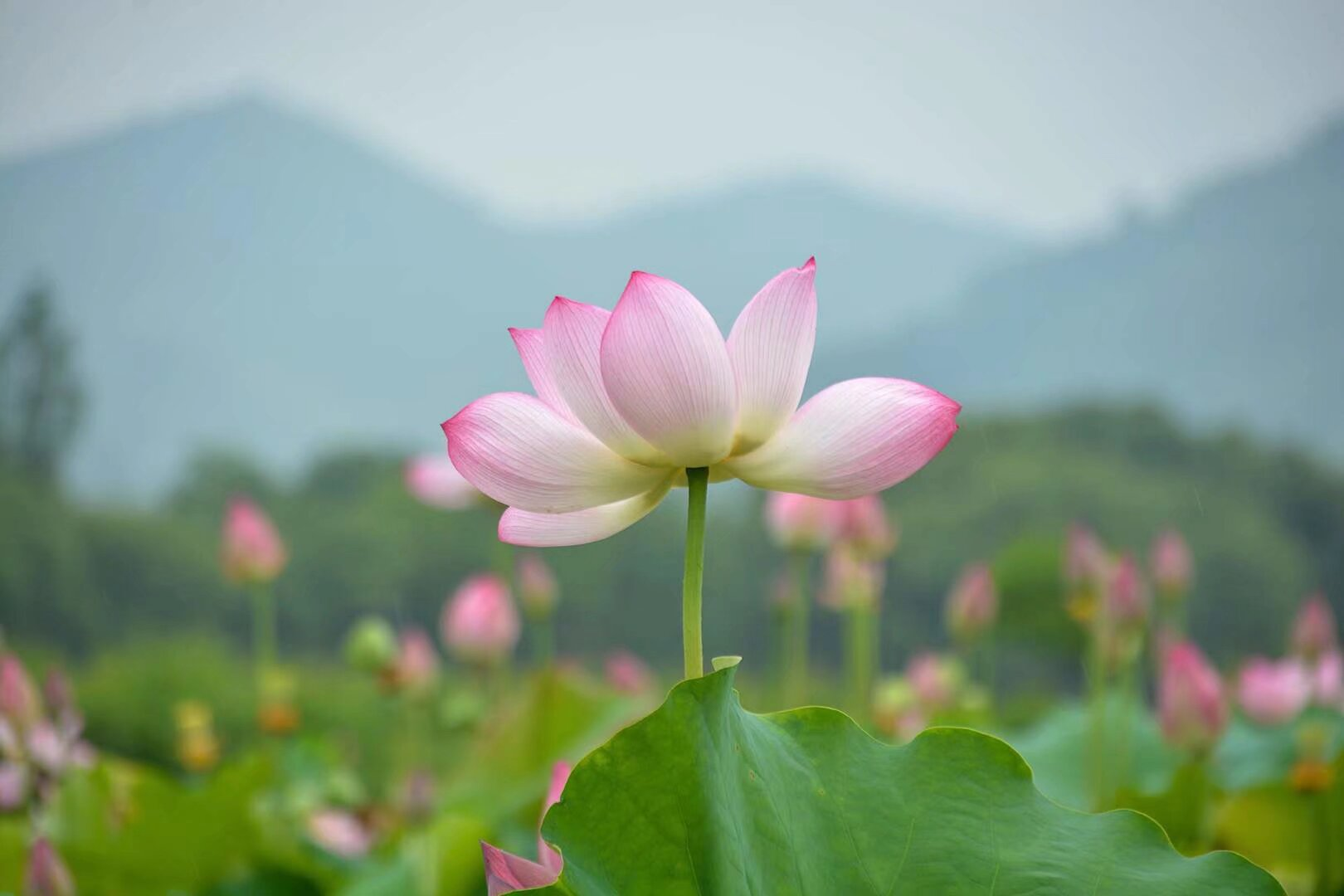 小荷已开，蜻蜓未来～