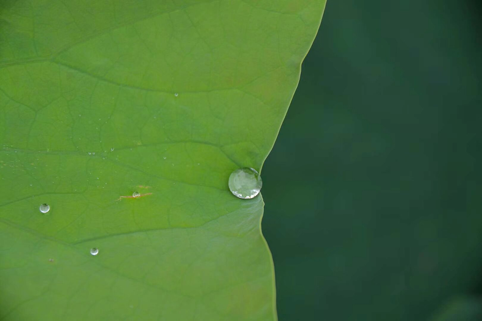 惟有绿荷红菡萏，卷舒开合任天真