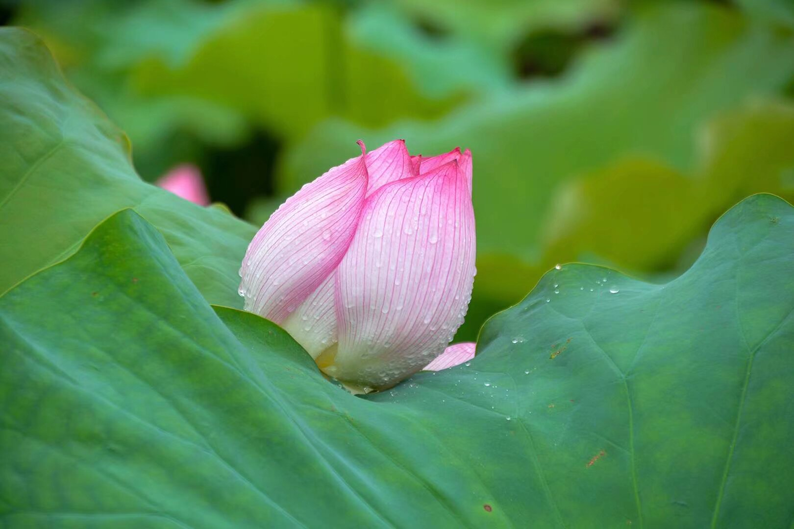 惟有绿荷红菡萏，卷舒开合任天真