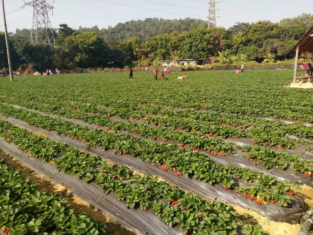 今天的户外越野加野炊很顺利