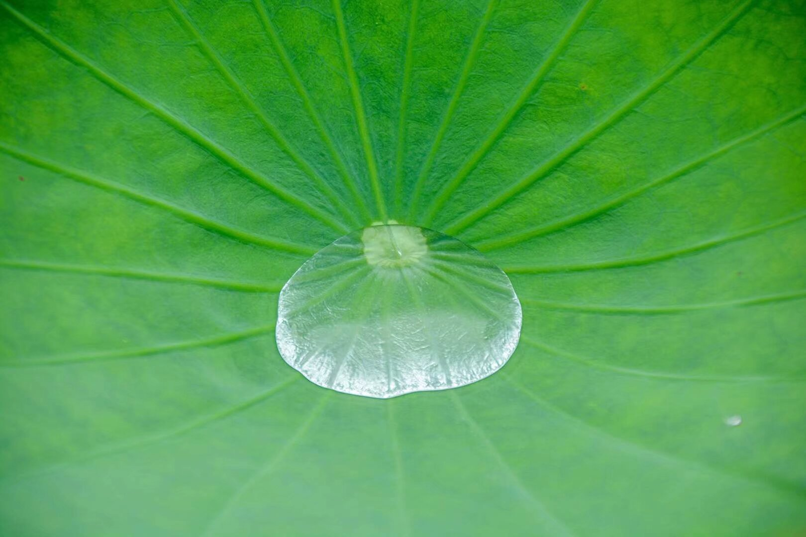 惟有绿荷红菡萏，卷舒开合任天真