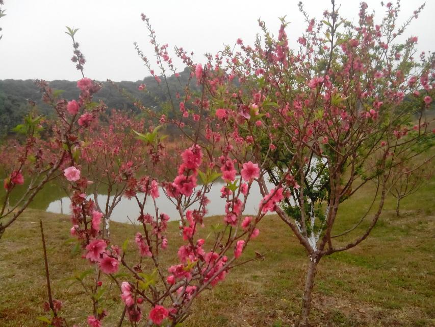 烟雨蒙蒙桃花源，桃花源里桃花吟